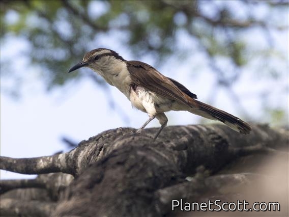 Bicolored Wren (Campylorhynchus griseus)