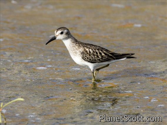 Least Sandpiper (Calidris minutilla)