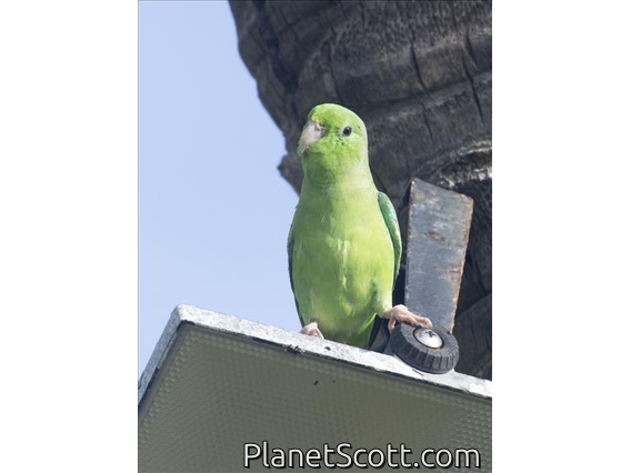 Green-rumped Parrotlet (Forpus passerinus)