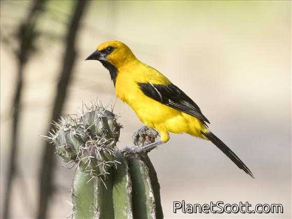 Yellow Oriole (Icterus nigrogularis)