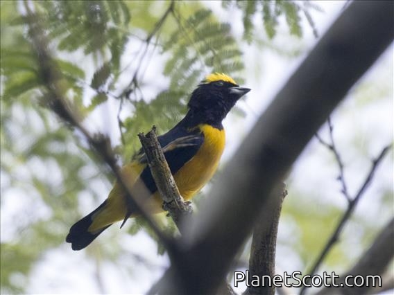 Trinidad Euphonia (Euphonia trinitatis)