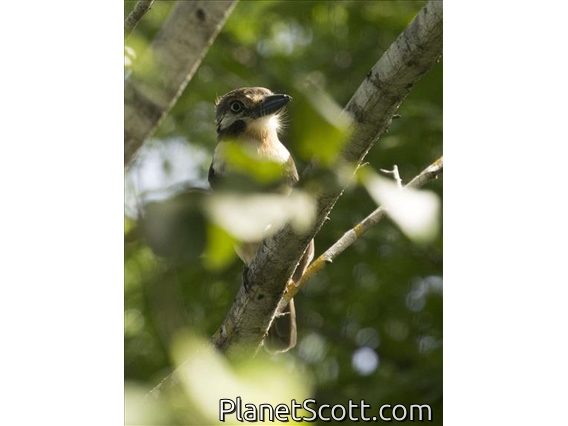 Russet-throated Puffbird (Hypnelus ruficollis)
