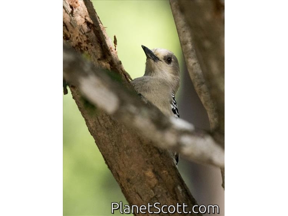 Red-crowned Woodpecker (Melanerpes rubricapillus)