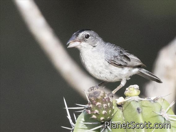 Pileated Finch (Coryphospingus pileatus) - Male
