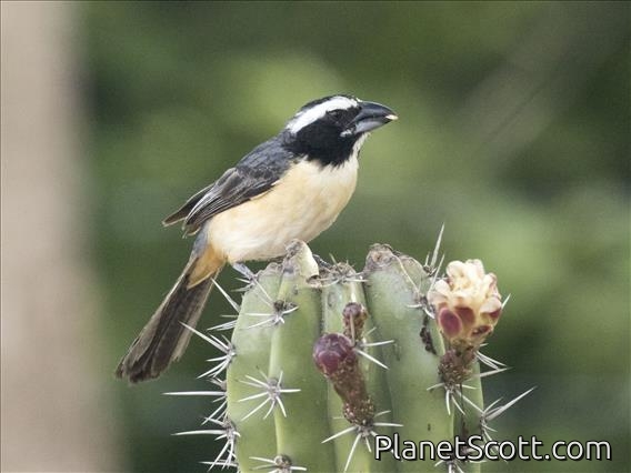 Orinocan Saltator (Saltator orenocensis)