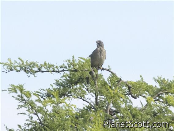 Olive-gray Saltator (Saltator olivascens)