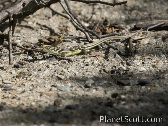 Rainbow Whiptail (Cnemidophorus arenivagus)
