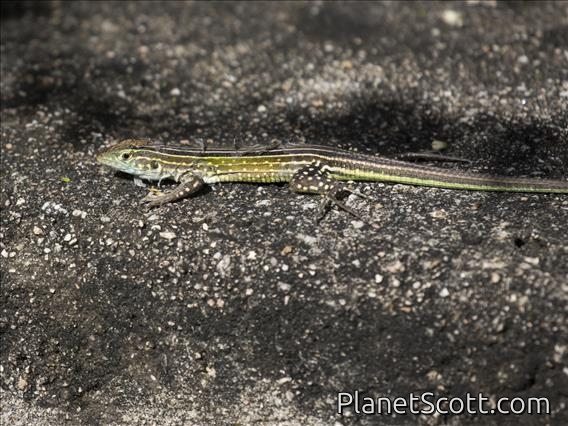 Giant Dusky Ameiva (Ameiva praesignis)