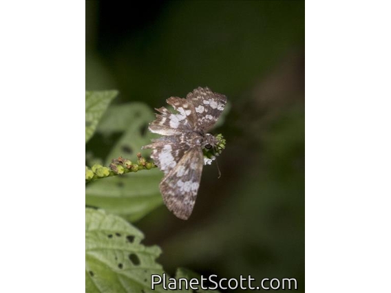 White-patterned Skipper (Chiothion asychis)