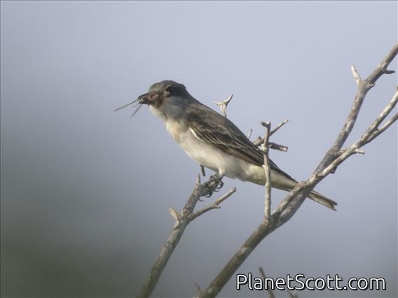 Gray Kingbird (Tyrannus dominicensis)