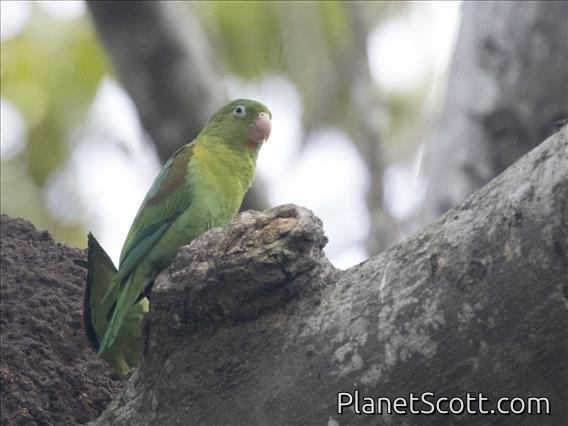 Orange-chinned Parakeet (Brotogeris jugularis)