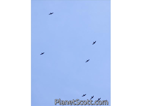 Short-tailed Swift (Chaetura brachyura)