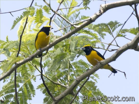 Velvet-fronted Euphonia (Euphonia concinna)