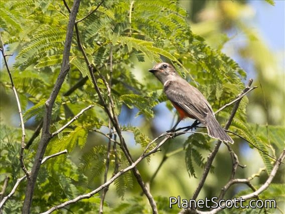 Vermilion Flycatcher (Pyrocephalus rubinus)