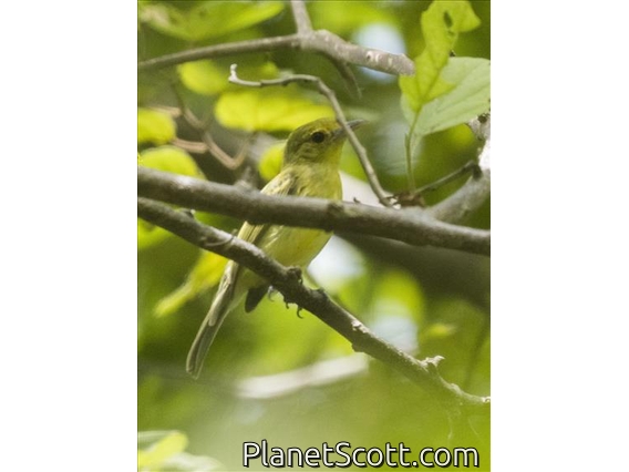 Yellow Tyrannulet (Capsiempis flaveola)