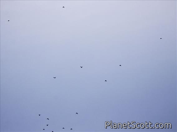 Barred Parakeet (Bolborhynchus lineola)