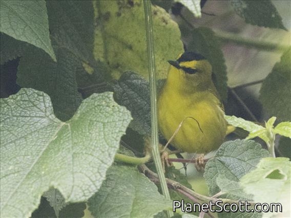 Black-crested Warbler (Myiothlypis nigrocristata)