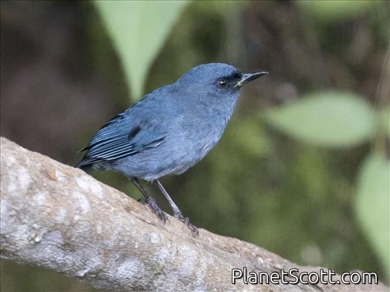Bluish Flowerpiercer (Diglossa caerulescens)