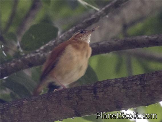 Caribbean Hornero (Furnarius longirostris)
