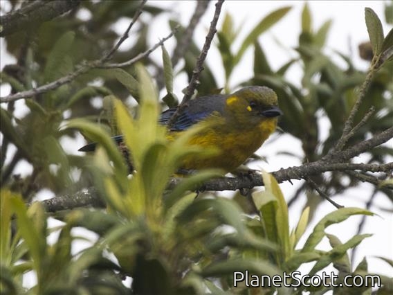 Lacrimose Mountain-Tanager (Anisognathus lacrymosus) - Perija
