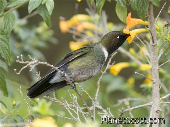 Longuemare's Sunangel (Heliangelus clarisse)