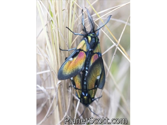 Ignita Wasp Moth (Chrysocale ignita)