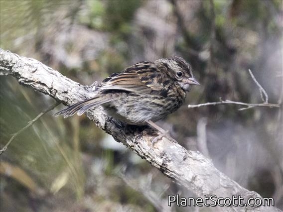 Rufous-collared Sparrow (Zonotrichia capensis) - Juvenile