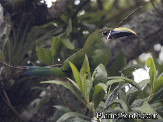 Southern Emerald-Toucanet (Aulacorhynchus albivitta)