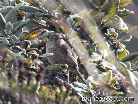 Streak-backed Canastero (Asthenes wyatti)