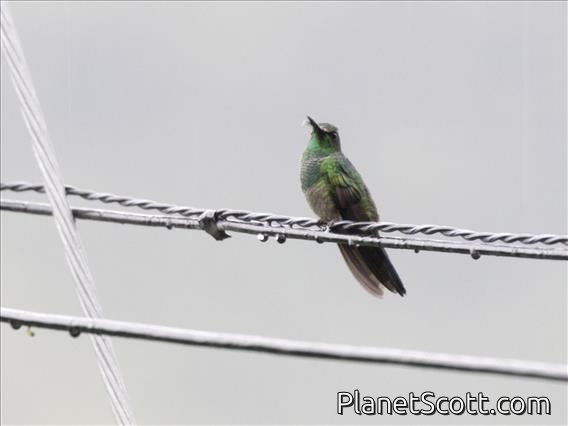 White-vented Plumeleteer (Chalybura buffonii)