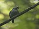 Black-crowned Antshrike (Thamnophilus atrinucha)