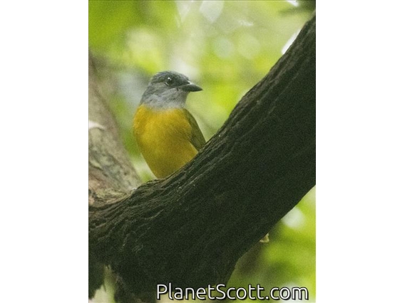 Gray-headed Tanager (Eucometis penicillata)