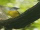 Gray-headed Tanager (Eucometis penicillata)