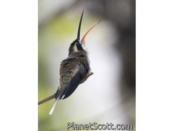 Pale-bellied Hermit (Phaethornis anthophilus)