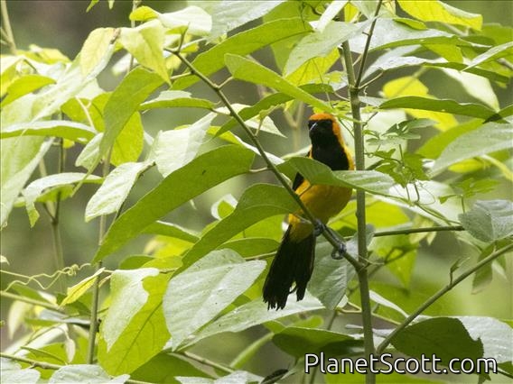 Orange-crowned Oriole (Icterus auricapillus) - Male