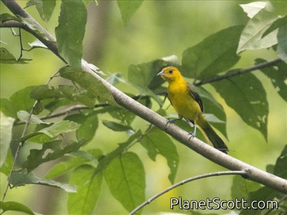 Orange-crowned Oriole (Icterus auricapillus) - Female