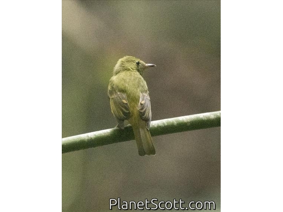 Ochre-bellied Flycatcher (Mionectes oleagineus)