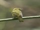 Ochre-bellied Flycatcher (Mionectes oleagineus)
