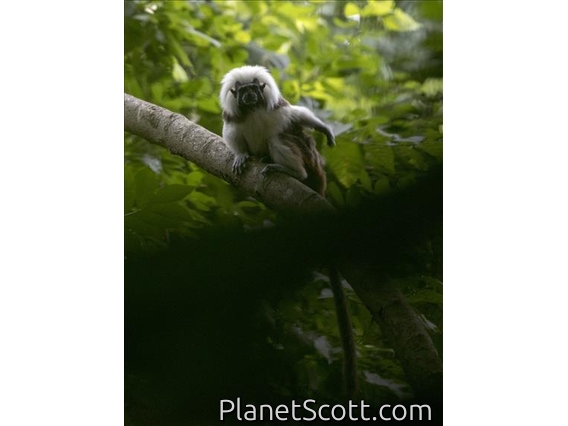 Cotton-headed Tamarin (Saguinus oedipus)