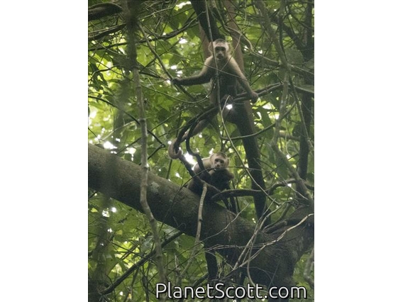 Santa Marta White-fronted Capuchin (Cebus malitiosus)