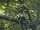 Santa Marta White-fronted Capuchin (Cebus malitiosus)