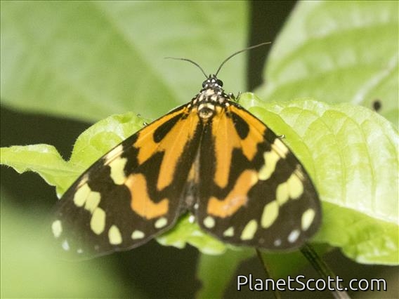 Tiger Moth (Chetone angulosa)