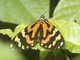 Tiger Moth (Chetone angulosa)