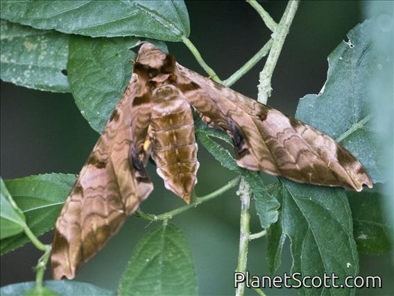 Sphinx Moth (Protambulyx euryalus)