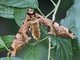 Sphinx Moth (Protambulyx euryalus)