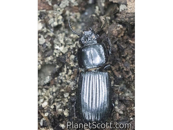 Bess Beetle (Veturius impressus)