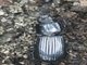 Bess Beetle (Veturius impressus)