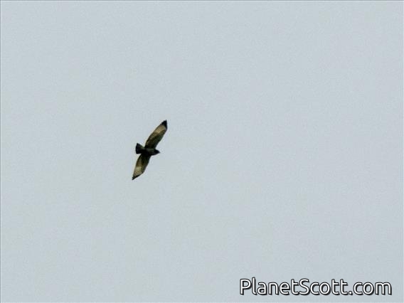 Short-tailed Hawk (Buteo brachyurus)