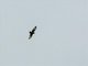 Short-tailed Hawk (Buteo brachyurus)