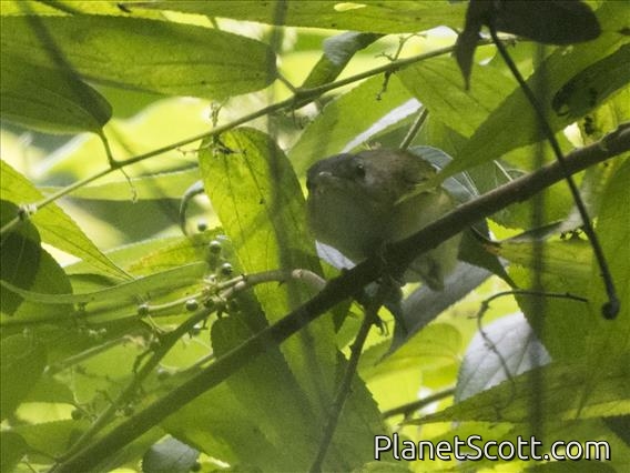 Golden-fronted Greenlet (Pachysylvia aurantiifrons)